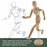 Wood 12" Artist Drawing Manikin Articulated Mannequin with Base and Flexible Body - Perfect For Drawing the Human Figure (12" Male)