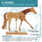 U.S. Art Supply 8" Wooden Horse Manikin Posable Figure for Drawing - Articulated Mannequin with Base and Flexible Body for Drawing The Equine Figure